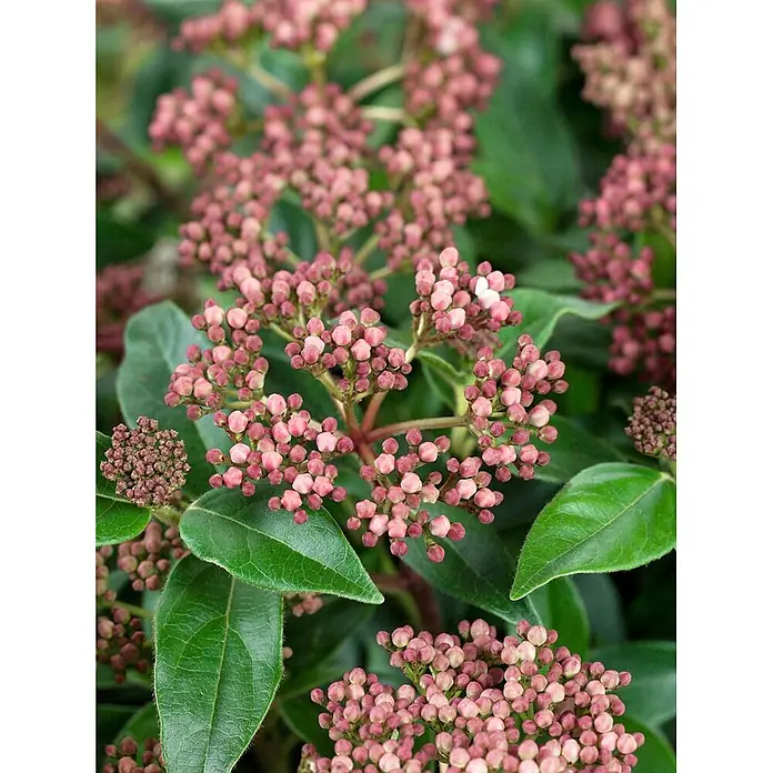 Pflanzen für dich Lorbeer-Schneeball 40-60 cm - Viburnum tinus 'Eve Price' - Büschel kleiner, runder rosa Blütenknospen mit dunkelgrünen Blättern einer Pflanze.