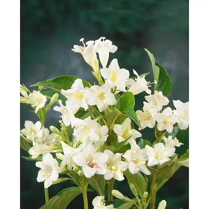 Pflanzen für dich Weigelie 15-20 cm - Weigela 'Candida', 15 cm - 20 cm - Ein üppiges Büschel weißer, trompetenförmiger Blüten mit grünen Blättern, einige mit zartem Rosa.