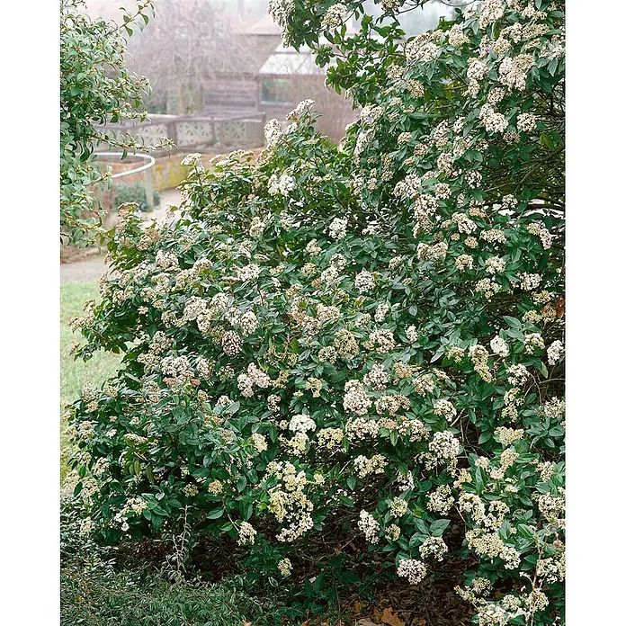 Pflanzen für dich Lorbeer-Schneeball 40-60 cm - Viburnum tinus 'Eve Price' - Großer, dichter grüner Strauch mit Büscheln kleiner weißer und hellrosa Blüten, blühend in einem Garten.