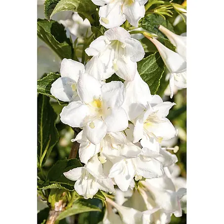 Pflanzen für dich  Weigelie 15-20 cm