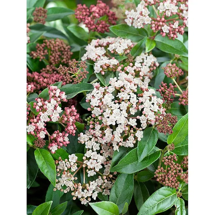 Pflanzen für dich Lorbeer-Schneeball 40-60 cm - Viburnum tinus 'Eve Price' - Eine Pflanze mit dunkelgrünen Blättern und Gruppen kleiner weißer Blüten und rosa Knospen.
