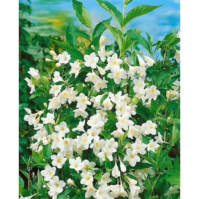 Pflanzen für dich Weigelie 60-100 cm - Weigela florida 'Snowflake', 60 cm - 100 cm - Üppig blühender Strauch mit zahlreichen weißen glockenförmigen Blüten und leuchtend grünen Blättern.