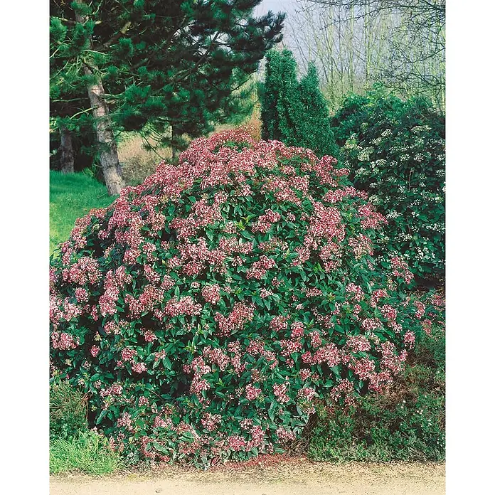 Pflanzen für dich Lorbeer-Schneeball 40-60 cm - Viburnum tinus 'Eve Price' - Dichter Strauch mit zahlreichen rosafarbenen Blüten und dunkelgrünen Blättern in einer Gartenlandschaft.
