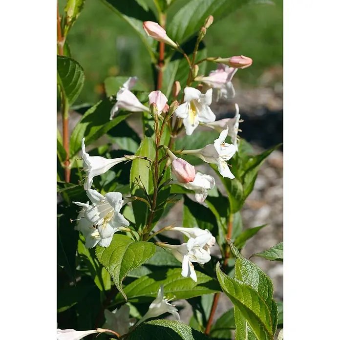 Pflanzen für dich Weigelie 15-20 cm - Weigela 'Candida', 15 cm - 20 cm - Weiße und rosa trichterförmige Blüten mit grünen Blättern an einer Pflanze.
