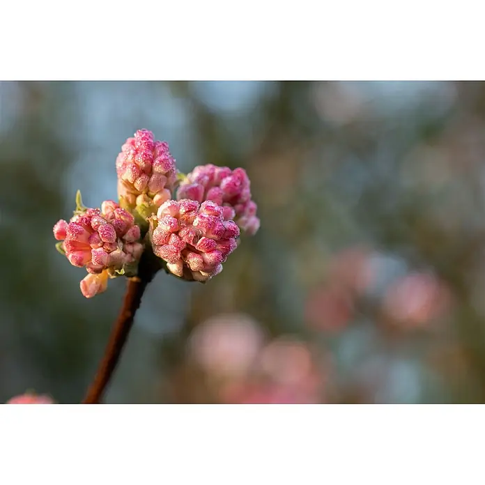 Pflanzen für dich Lorbeer-Schneeball Winterschneeball - Viburnum bodnantense 'Charles Lamont' - Nahaufnahme von leuchtend rosa Blütenknospen mit funkelnden Tautropfen auf einem dunklen Ast.