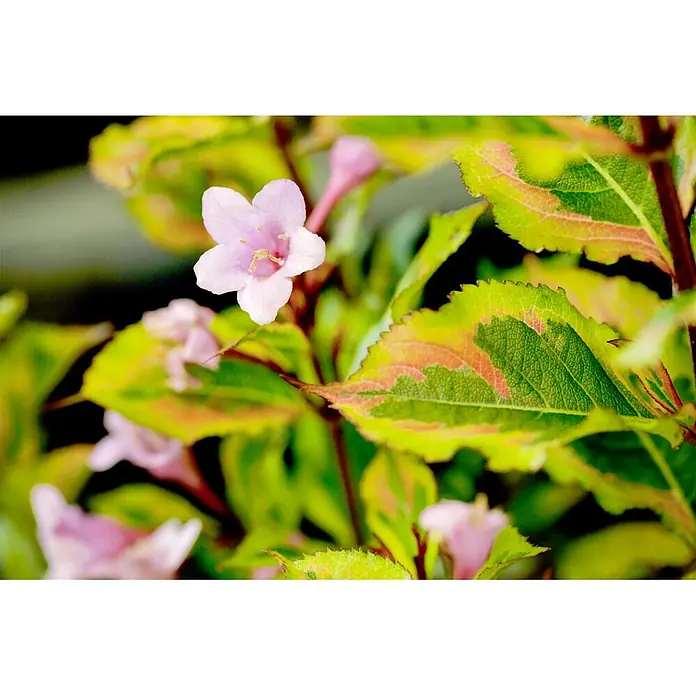 Pflanzen für dich Weigelie 20-30 cm - Weigela florida 'Magical Rainbow', 20 cm - 30 cm - Hellrosa Blüte mit fünf Blütenblättern und panaschierten grün-gelb-rosa Blättern an einer Pflanze.