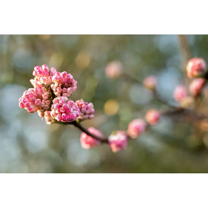 Pflanzen für dich Lorbeer-Schneeball Winterschneeball - Viburnum bodnantense 'Charles Lamont' - Leuchtend rosa Blütenknospen mit strukturierter Oberfläche, in Büscheln an einem Zweig.