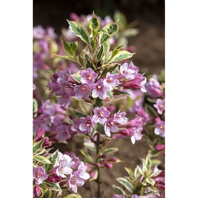 Pflanzen für dich Weigelie 20-30 cm - Weigela florida 'Magical Rainbow', 20 cm - 30 cm - Blühender Weigela-Strauch mit pink-lila Blüten und grün-creme panaschierten Blättern.