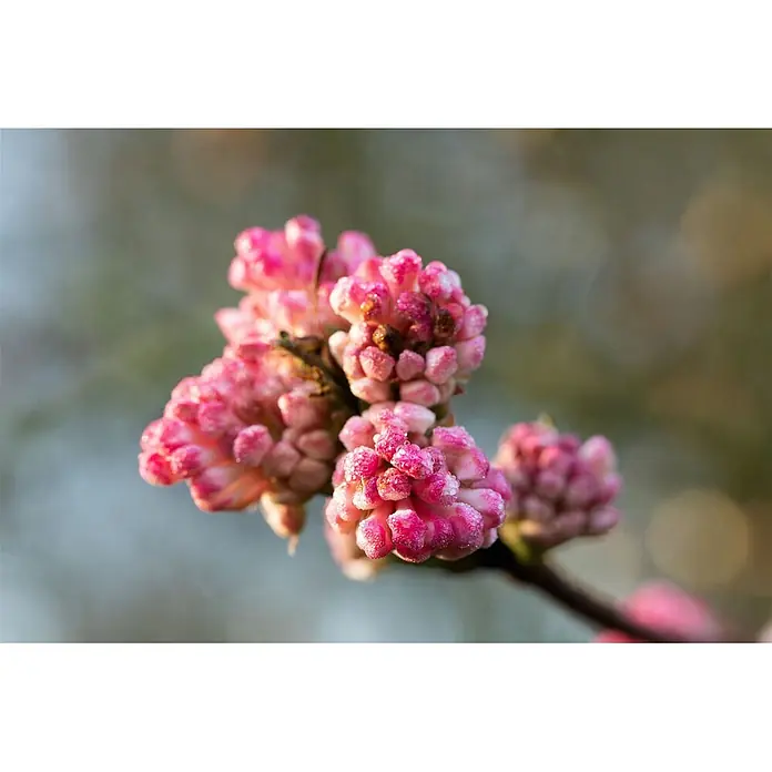 Pflanzen für dich Lorbeer-Schneeball Winterschneeball - Viburnum bodnantense 'Charles Lamont' - Leuchtend rosa Blütenknospen, bedeckt mit glitzernden Tautropfen, an einem Zweig.