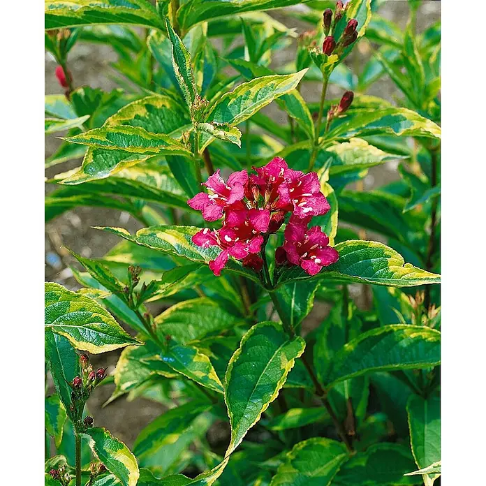 Pflanzen für dich Weigelie 20-30 cm - Weigela florida 'Magical Rainbow', 20 cm - 30 cm - Leuchtend pinke Blüten an einem Strauch mit grün-gelb panaschierten Blättern.