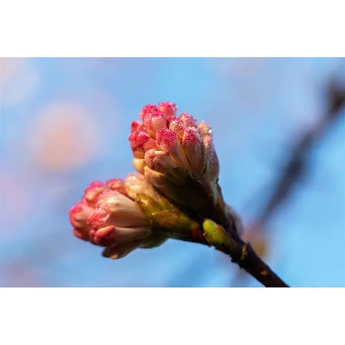 Pflanzen für dich Lorbeer-Schneeball Winterschneeball - Viburnum bodnantense 'Charles Lamont' - Zwei rosa Blütenknospen, mit Tautropfen bedeckt, an einem dunklen Ast.