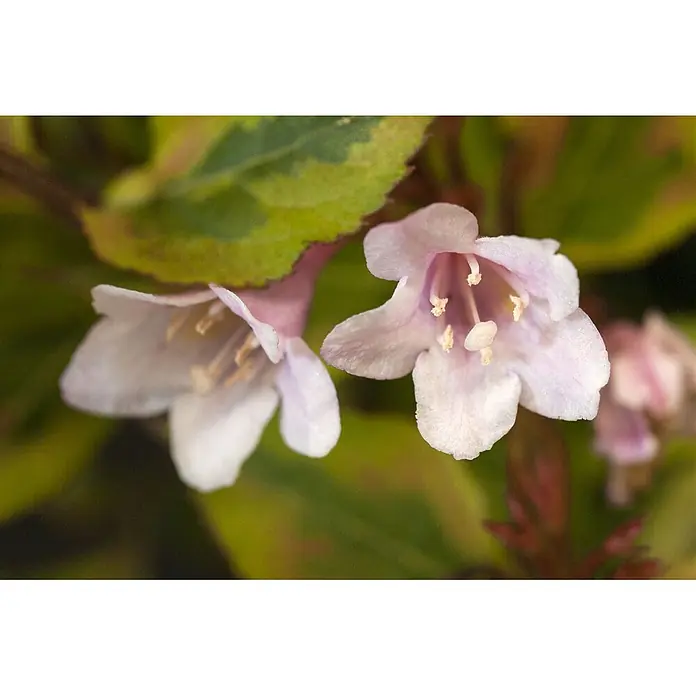 Pflanzen für dich Weigelie 20-30 cm - Weigela florida 'Magical Rainbow', 20 cm - 30 cm - Zwei hellrosa glockenförmige Blüten blühen zwischen grünen Blättern.