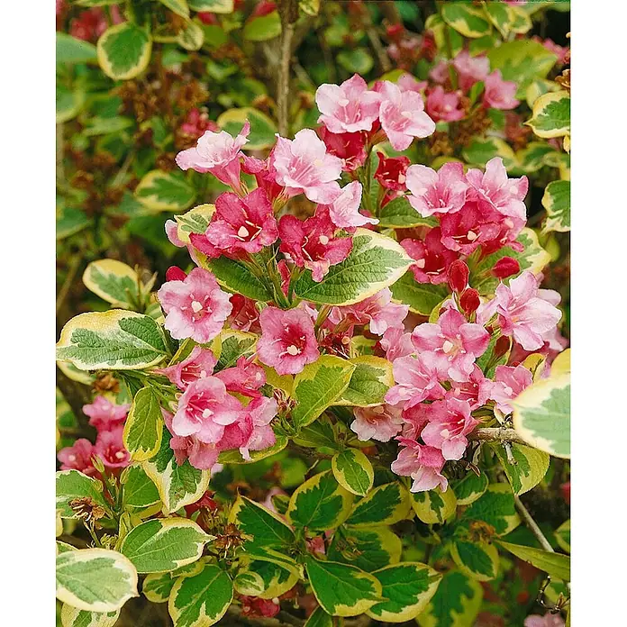 Pflanzen für dich Weigelie 20-30 cm - Weigela florida 'Magical Rainbow', 20 cm - 30 cm - Üppige Pflanze mit grün-gelb panaschierten Blättern, blühend mit zahlreichen rosa Blütenbüscheln.