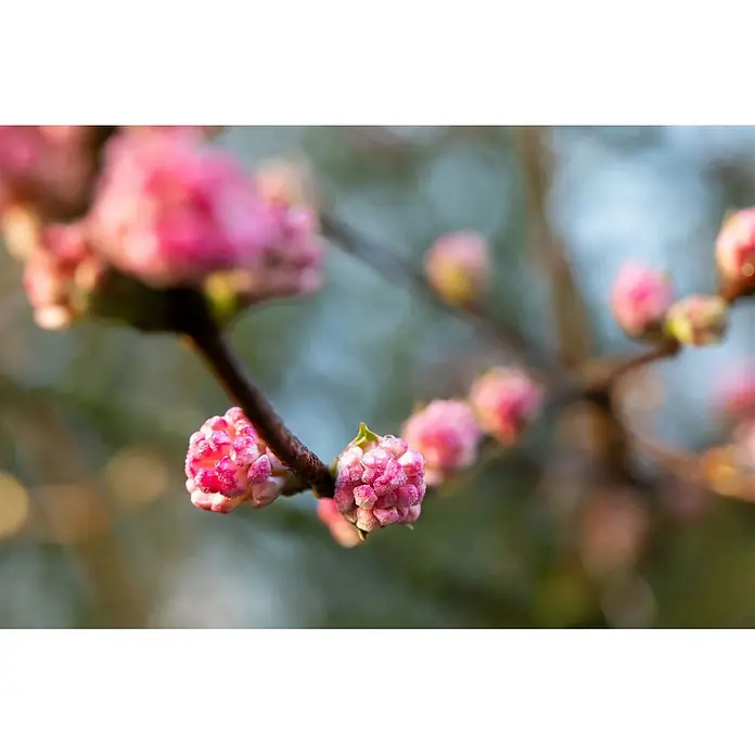 Pflanzen für dich Lorbeer-Schneeball Winterschneeball - Viburnum bodnantense 'Charles Lamont' - Leuchtend rosa Blütenknospen mit sichtbarer Feuchtigkeit auf einem braunen Ast, bereit zu blühen.