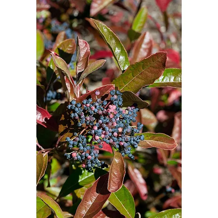 Pflanzen für dich Lorbeer-Schneeball 40-60 cm - Viburnum nudum 'Brandywine' - Nahaufnahme einer Pflanze mit blauen und rosa Beeren, umgeben von grünen und rotbraunen Blättern.