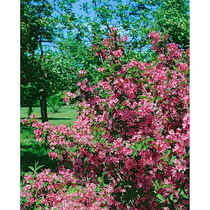 Pflanzen für dich Weigelie 40 - 60 cm - Weigela 'Styriaca', 40 cm - 60 cm - Ein leuchtend pinker Blütenstrauch in einer Gartenumgebung.