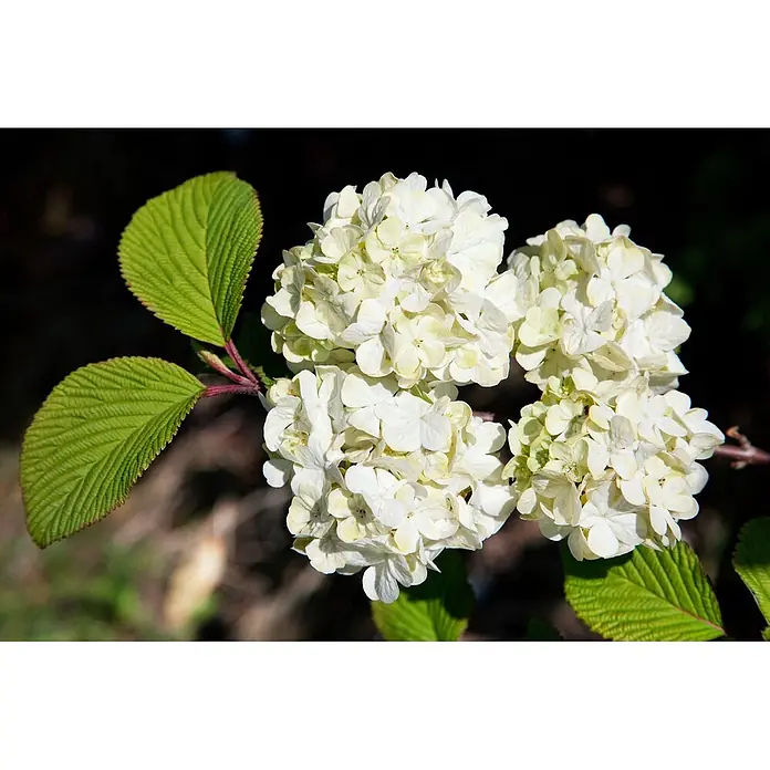 Pflanzen für dich Lorbeer-Schneeball 60-80 cm - Viburnum plicatum 'Rotundifolium' - Nahaufnahme von weißen und hellgrünen, dicht gruppierten Blüten mit leuchtend grünen, gerippten Blättern.