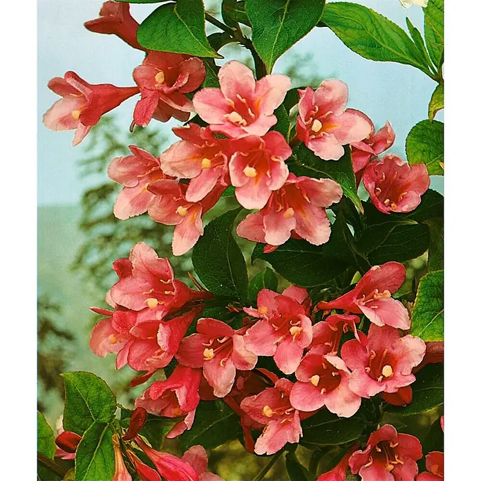 Pflanzen für dich Weigelie 40 - 60 cm - Weigela 'Styriaca', 40 cm - 60 cm - Rosa, glockenförmige Blüten blühen zwischen grünen Blättern an einer Pflanze.