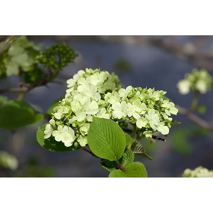 Pflanzen für dich Lorbeer-Schneeball 60-80 cm - Viburnum plicatum 'Rotundifolium' - Hellgrüne Blütenbüschel mit vierblättrigen Blüten und strukturierten grünen Blättern.