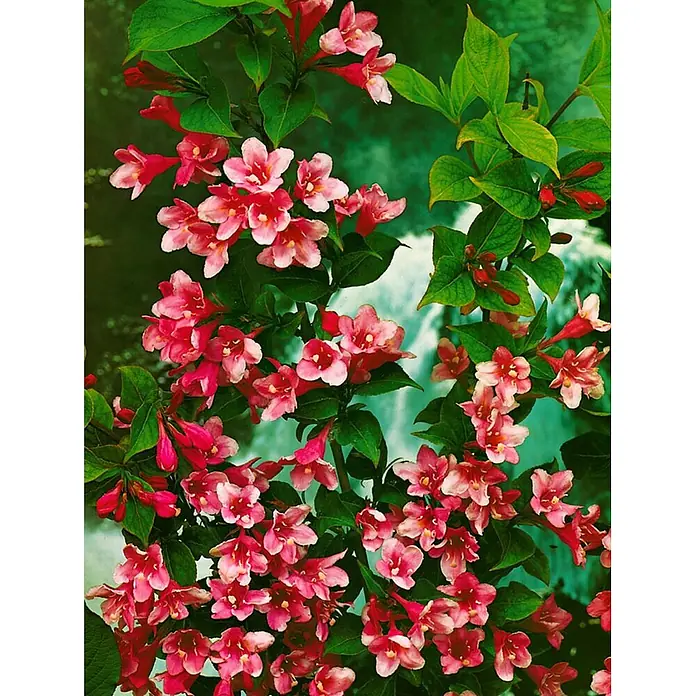 Pflanzen für dich Weigelie 40 - 60 cm - Weigela 'Styriaca', 40 cm - 60 cm - Leuchtend rosa Blüten mit frischen grünen Blättern in voller Blüte.