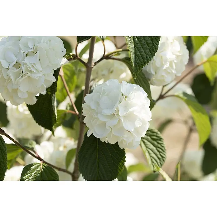 Pflanzen für dich Lorbeer-Schneeball 60-80 cm - Viburnum plicatum 'Rotundifolium' - Weiße, kugelförmige Blüten an einem Strauch mit gerippten grünen Blättern.
