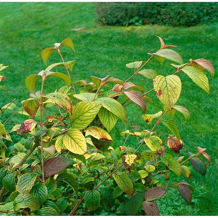 Pflanzen für dich Lorbeer-Schneeball 60-80 cm - Viburnum plicatum 'Rotundifolium' - Strauch mit grünen, gelben und rötlich-braunen Blättern, mit sichtbaren Adern. Einige Blätter weisen verfärbte Stellen auf.
