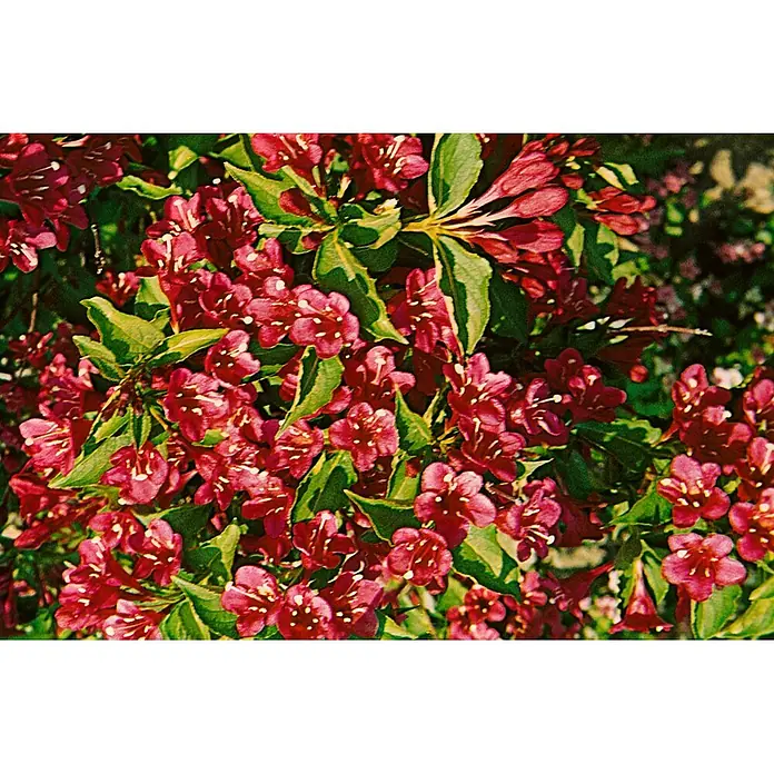Pflanzen für dich Weigelie 60-100 cm - Weigela florida 'Eva Rathke', 60 cm - 100 cm - Dichte Ansammlung leuchtend rot-pinker, trichterförmiger Blüten mit grünen Blättern.