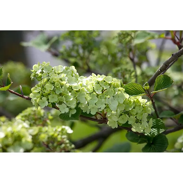 Pflanzen für dich Lorbeer-Schneeball 60-80 cm - Viburnum plicatum 'Rotundifolium' - Nahaufnahme leuchtend grüner Blüten an einem Ast mit üppigen grünen Blättern in natürlicher Umgebung.
