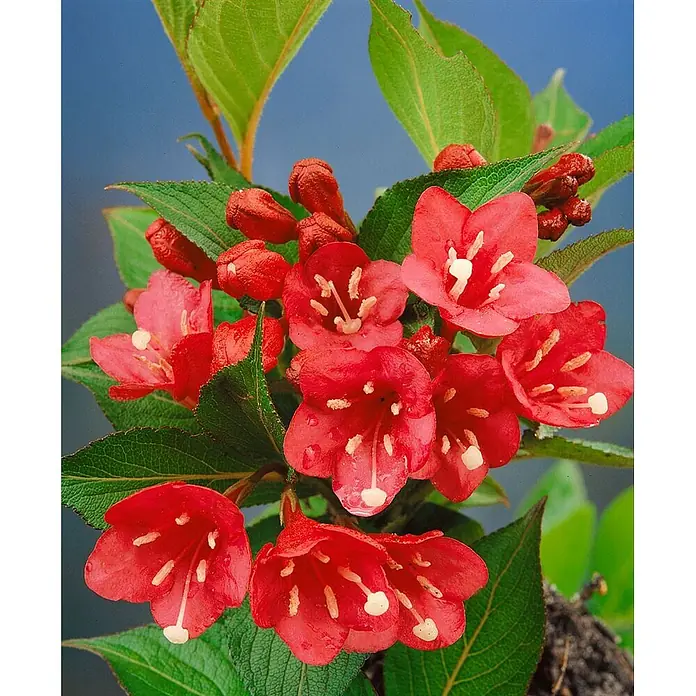 Pflanzen für dich Weigelie 60-100 cm - Weigela florida 'Eva Rathke', 60 cm - 100 cm - Nahaufnahme einer Pflanze mit leuchtend roten, glockenförmigen Blüten und dunkelgrünen Blättern.