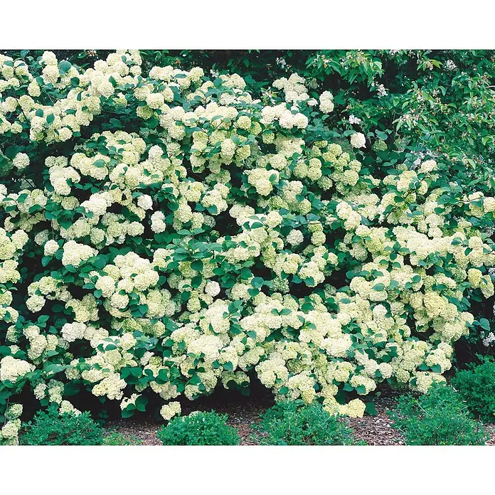 Pflanzen für dich Lorbeer-Schneeball 60-80 cm - Viburnum plicatum 'Rotundifolium' - Dichter Strauch mit kugelförmigen, cremeweißen bis hellgrünen Blüten und grünen Blättern im Garten.