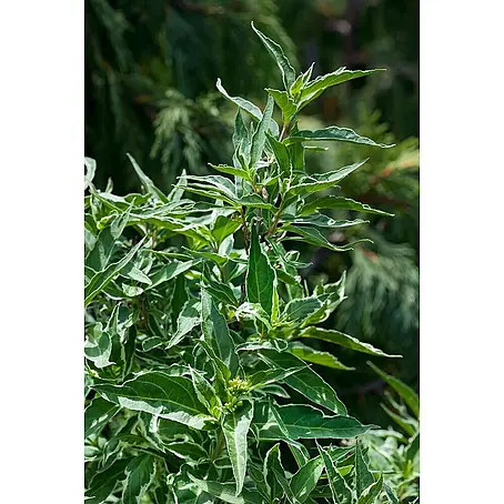 Pflanzen für dich  Weigelie 40-60 cm