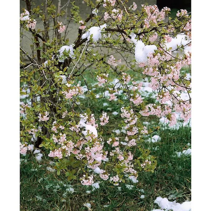 Pflanzen für dich Lorbeer-Schneeball 60-80 cm - Viburnum farreri - Strauch mit rosa Blüten und grünen Blättern, teilweise mit Schnee bedeckt, mit Schneeflecken am Boden.