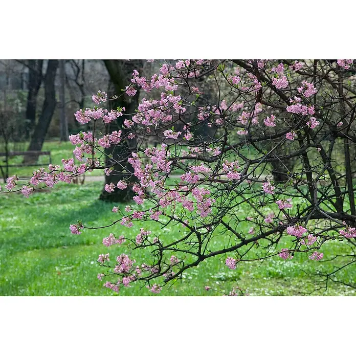 Pflanzen für dich Lorbeer-Schneeball 60-80 cm - Viburnum farreri - Rosa blühender Baum mit zarten Blüten und kahlen Ästen.
