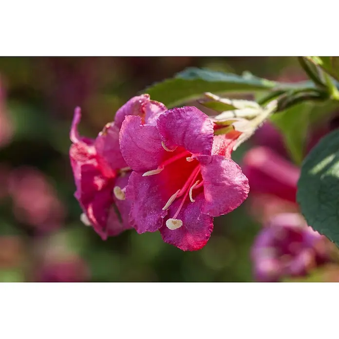 Pflanzen für dich Weigelie 40-60 cm - Weigela 'Newport Red', 40 cm - 60 cm - Leuchtende fuchsienfarbene Glockenblüten mit auffälligen Staubblättern.