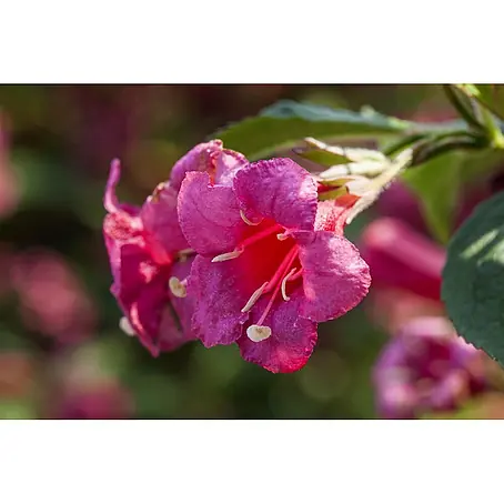 Pflanzen für dich  Weigelie 40-60 cm