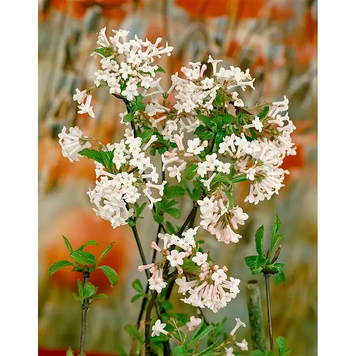 Pflanzen für dich Lorbeer-Schneeball 60-80 cm - Viburnum farreri - Eine lebendige Pflanze mit Büscheln kleiner, weißer und hellrosa glockenförmiger Blüten und grünen Blättern.