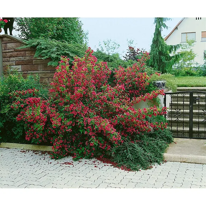 Pflanzen für dich Weigelie 40-60 cm - Weigela 'Newport Red', 40 cm - 60 cm - Lebhaft rot blühender Strauch in einem Garten neben einer gepflasterten Auffahrt und einer Steinmauer.
