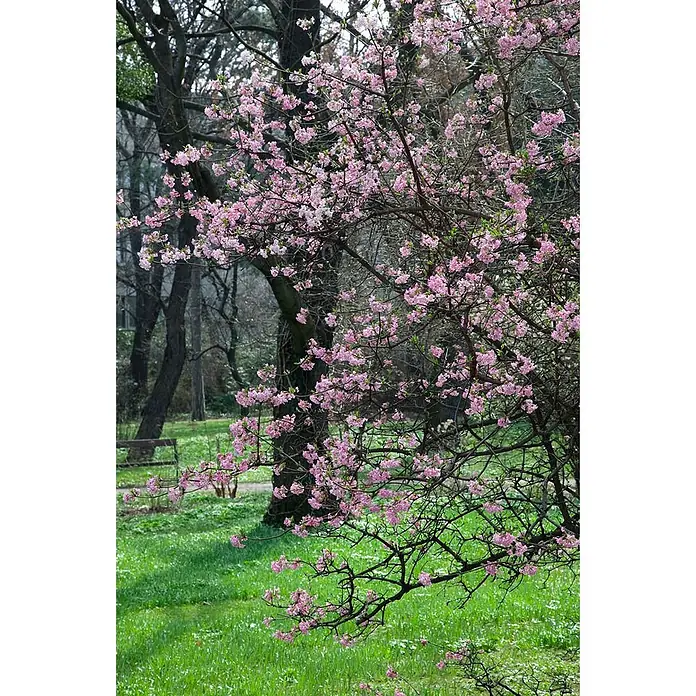 Pflanzen für dich Lorbeer-Schneeball 60-80 cm - Viburnum farreri - Blühender Baum mit leuchtend rosa Blüten in einem grünen Park.