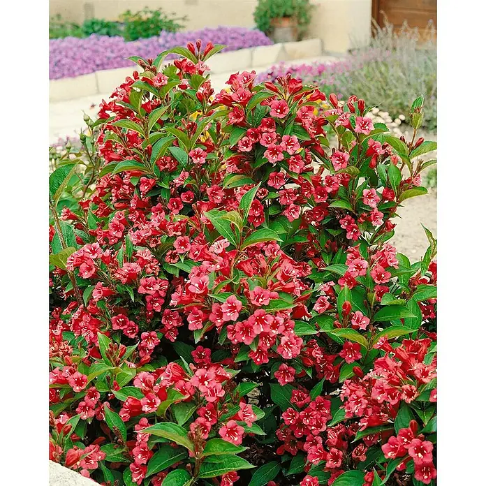 Pflanzen für dich Weigelie 40-60 cm - Weigela 'Newport Red', 40 cm - 60 cm - Strauch mit leuchtend rot-rosa Blüten und grünen Blättern in einem Garten.
