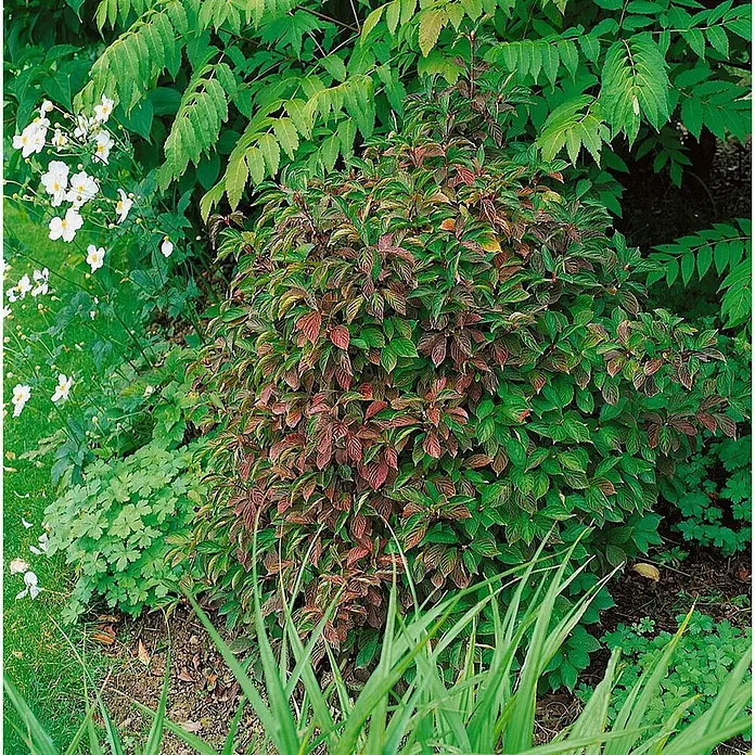 Pflanzen für dich Lorbeer-Schneeball 60-80 cm - Viburnum farreri - Eine Gartenpflanze mit grün-rotbraunen Blättern, umgeben von anderem Grün und weißen Blüten.