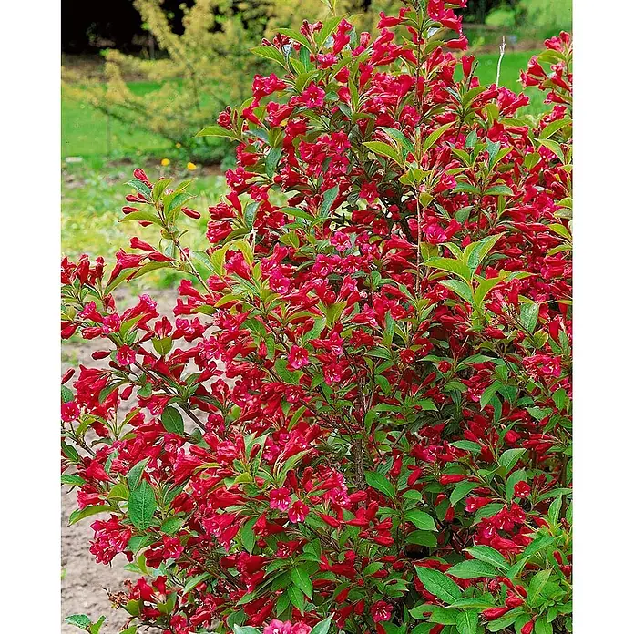Pflanzen für dich Weigelie 40-60 cm - Weigela 'Newport Red', 40 cm - 60 cm - Leuchtend roter, blühender Strauch mit dichtem grünen Laub, ideal für die Gartengestaltung.