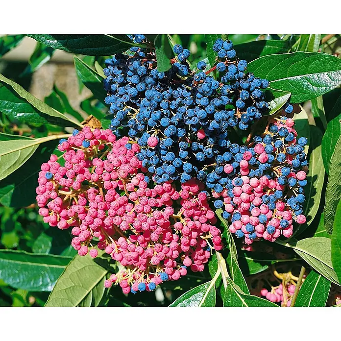 Pflanzen für dich Lorbeer-Schneeball 40-60 cm - Viburnum nudum 'Pink Beauty' - Dolden leuchtend pinker und blauer Beeren an einer Pflanze mit grünen Blättern.