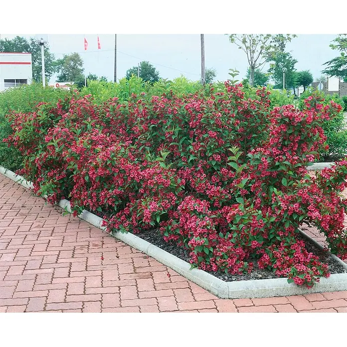 Pflanzen für dich Weigelie 30-40 cm - Weigela 'All Summer Red', 30 cm - 40 cm - Üppiger Blütenstrauch mit vielen rot-rosa Blüten und grünen Blättern, entlang eines gepflasterten Weges mit grauer Bordsteinkante gepflanzt.