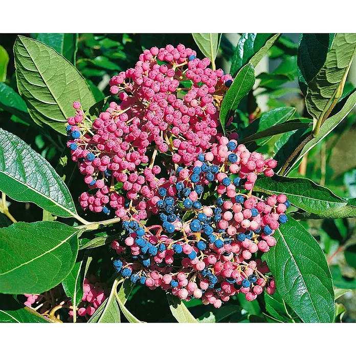 Pflanzen für dich Lorbeer-Schneeball 40-60 cm - Viburnum nudum 'Pink Beauty' - Trauben leuchtend rosafarbener und blauer Beeren an einer Pflanze mit grünen Blättern.