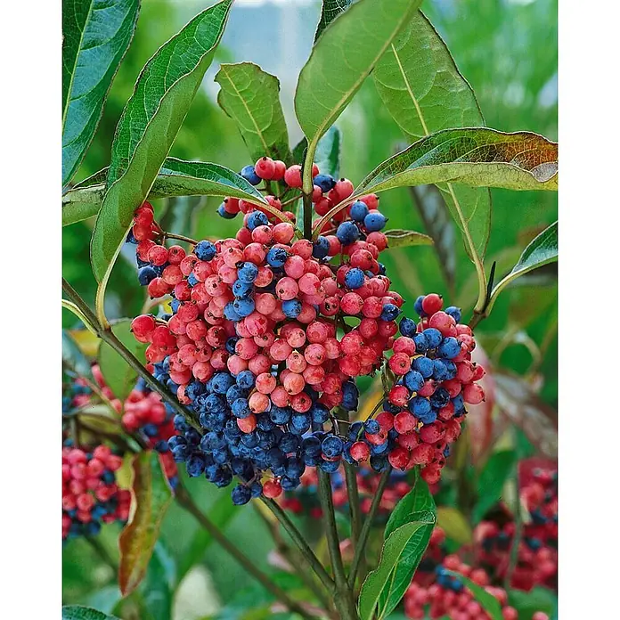 Pflanzen für dich Lorbeer-Schneeball 40-60 cm - Viburnum nudum 'Pink Beauty' - Bündel leuchtend roter und blauer Beeren an einer grünblättrigen Pflanze.