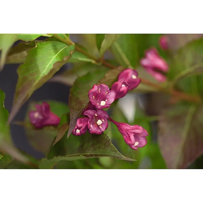 Pflanzen für dich Weigelie 30-40 cm - Weigela 'All Summer Red', 30 cm - 40 cm - Nahaufnahme von leuchtend magentafarbenen Blüten mit weißen Zentren an einer Pflanze mit grünen und rötlichen Blättern.