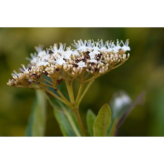 Pflanzen für dich Lorbeer-Schneeball 40-60 cm - Viburnum nudum 'Pink Beauty' - Nahaufnahme weißer Blüten mit sichtbaren Staubblättern, gebündelt mit hellbraunen Knospen an grünen Stielen und Blättern.