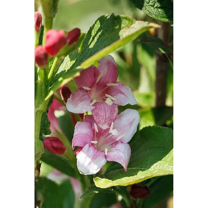 Pflanzen für dich Weigelie 40-60 cm - Weigela florida 'Nana Variegata', 40 cm - 60 cm - Rosa-weiße Blüten mit roten Knospen.