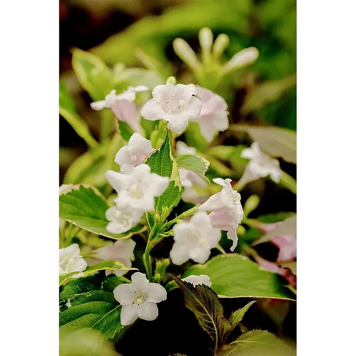 Pflanzen für dich Weigelie 40-60 cm - Weigela florida 'Nana Variegata', 40 cm - 60 cm - Nahaufnahme zarter, hellrosafarbener, glockenförmiger Blüten, die an einer Pflanze mit grünen und panaschierten Blättern blühen.