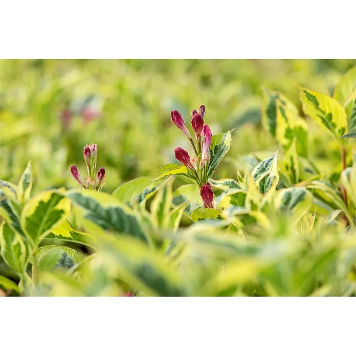 Pflanzen für dich Weigelie 40-60 cm - Weigela florida 'Nana Variegata', 40 cm - 60 cm - Pflanze mit dunkelrosa Knospen und grün-gelb panaschierten Blättern im Garten.